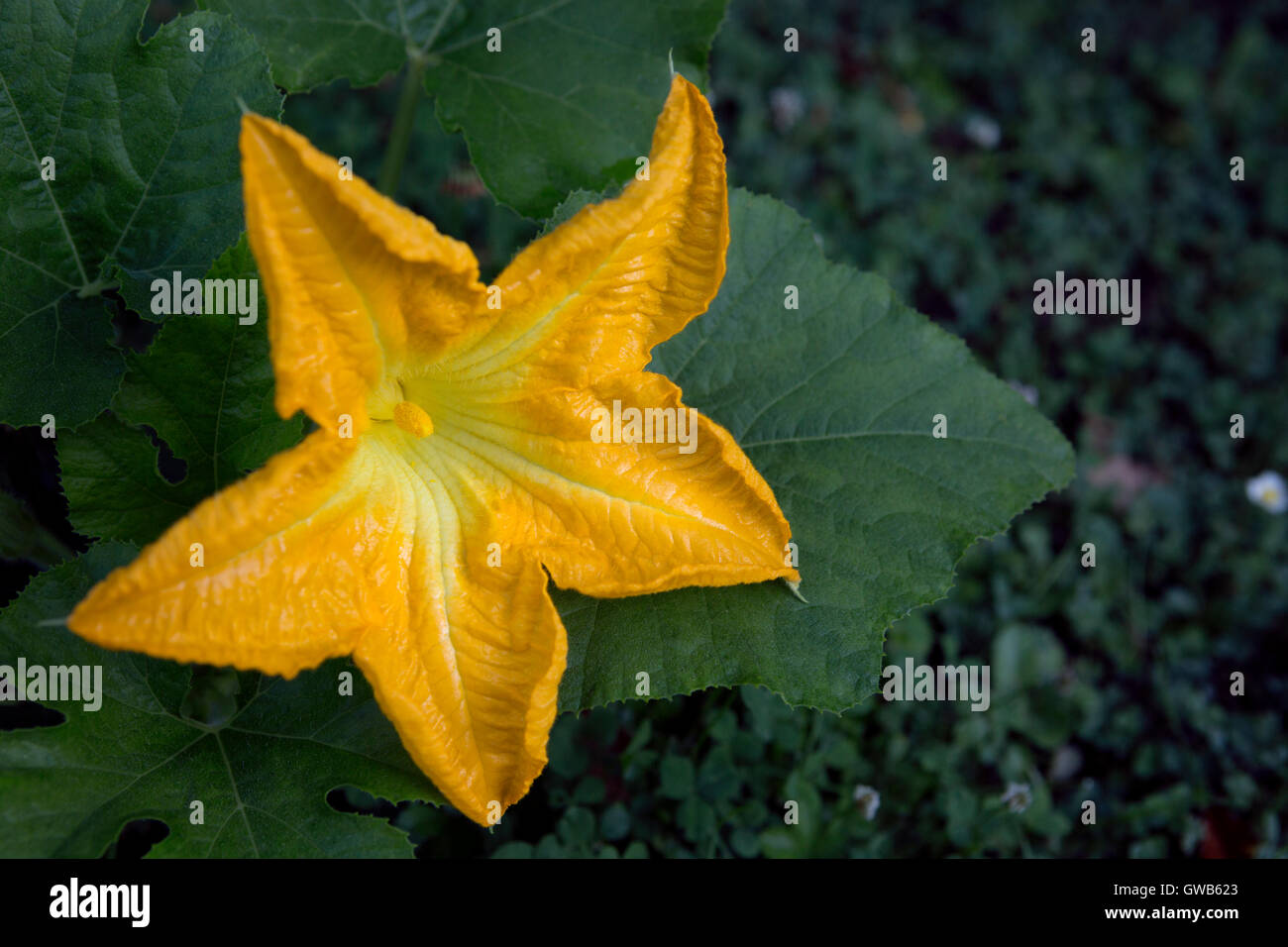 Fleur mâle d'une plante en fleurs de citrouille Banque D'Images