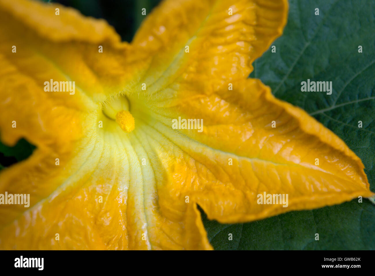 Close-up d'une fleur mâle d'une plante en fleurs de citrouille Banque D'Images