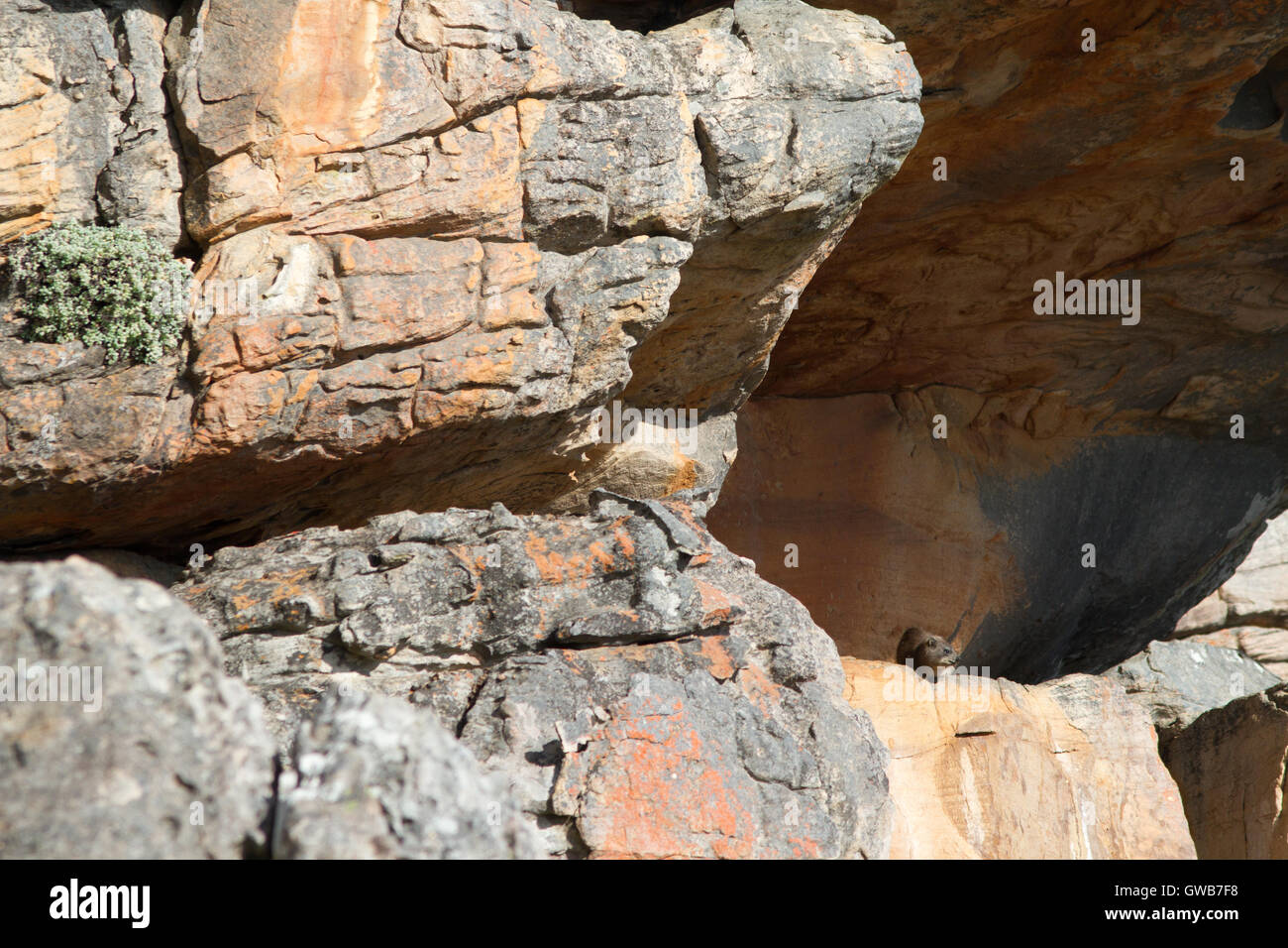 Le rat dassie (Petromus typicus) dans son habitat, Afrique du Sud Banque D'Images