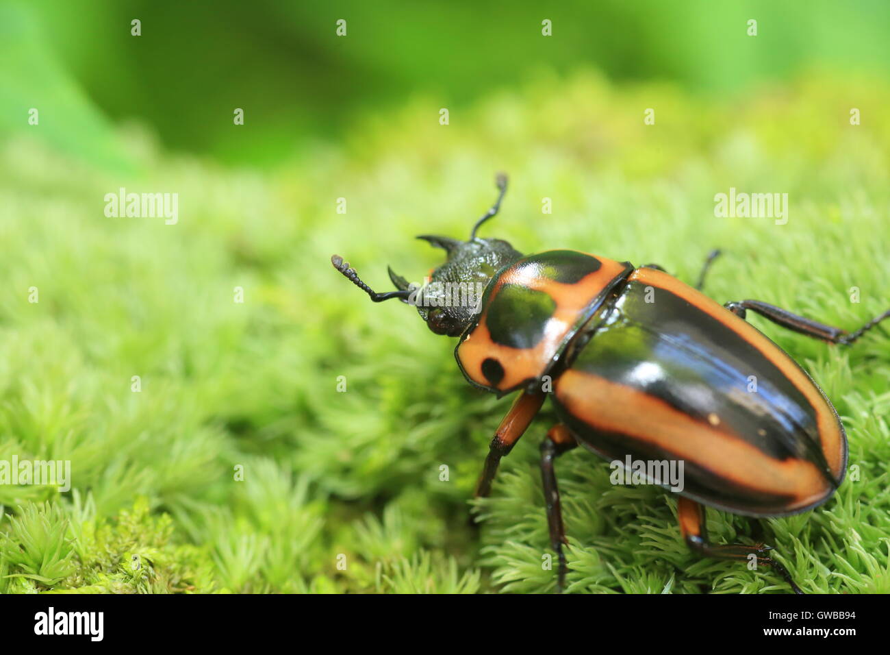 Stag beetle africaine en Afrique centrale Banque D'Images