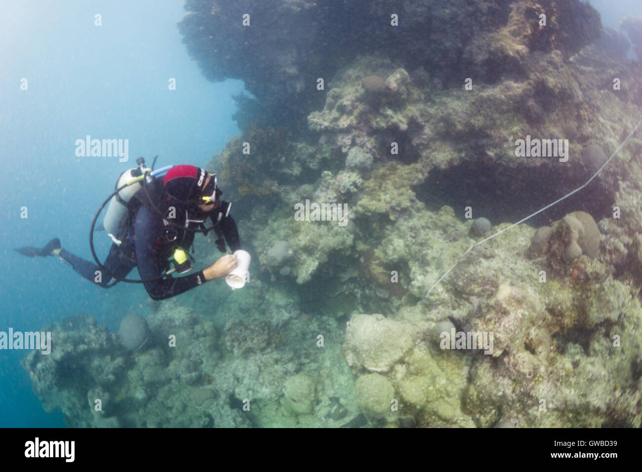 Prendre des notes au cours de Scuba Diver de poissons de récif en travail de recensement visuel Abrolhos National Marine Park, Bahia, Brésil Banque D'Images