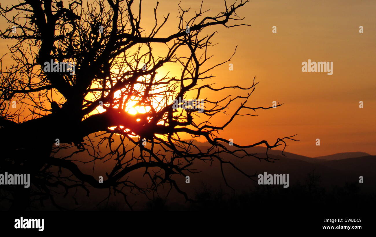 Halloween Gnarly à arbre solitaire et branches avec soleil derrière sentiment étrange paysage avec montagnes Banque D'Images