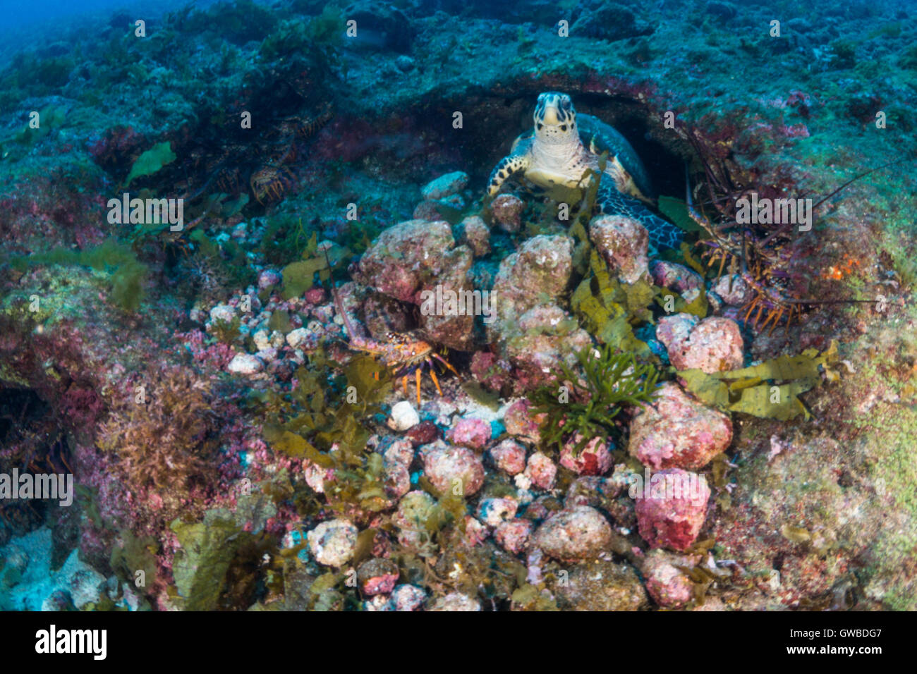 Des photos sous-marines à l 'environnement' Buraca près d'Abrolhos, Bahia, Brésil Banque D'Images