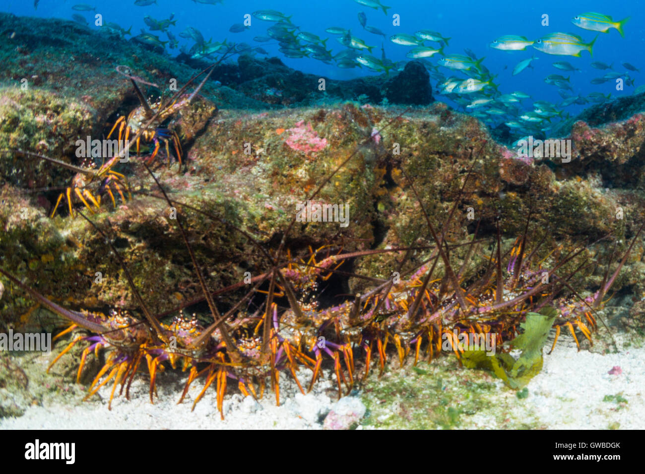 Des photos sous-marines à l 'environnement' Buraca près d'Abrolhos, Bahia, Brésil Banque D'Images