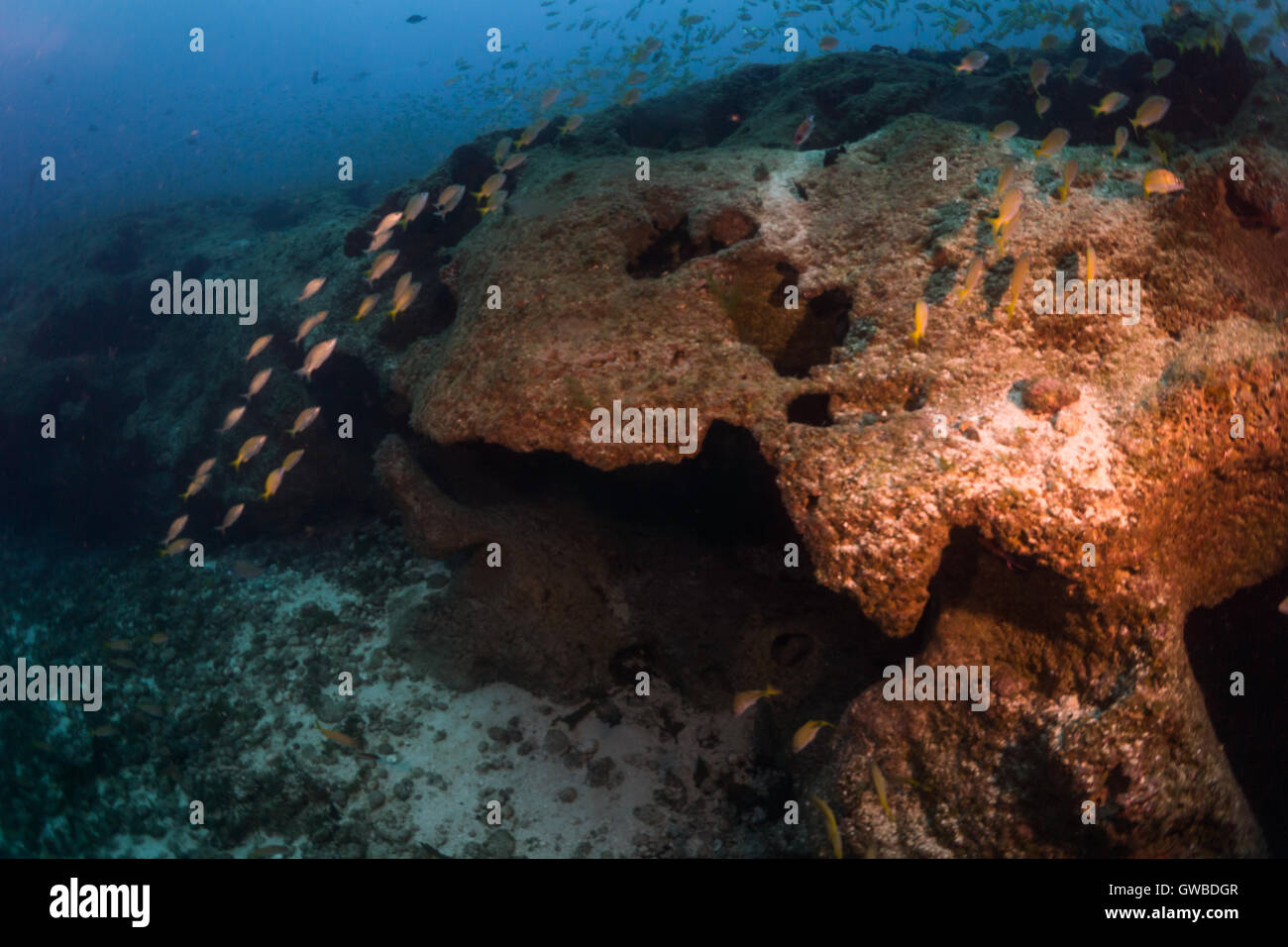 Des photos sous-marines à l 'environnement' Buraca près d'Abrolhos, Bahia, Brésil Banque D'Images