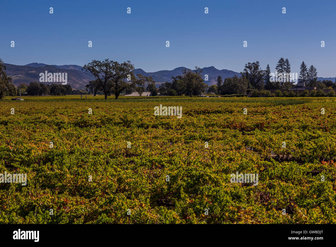 Vignoble de raisin, vigne, vue depuis, Del Dotto Estate Winery et grottes, Del Dotto Vineyards, Saint Helena, Napa Valley, Comté de Napa, Californie Banque D'Images