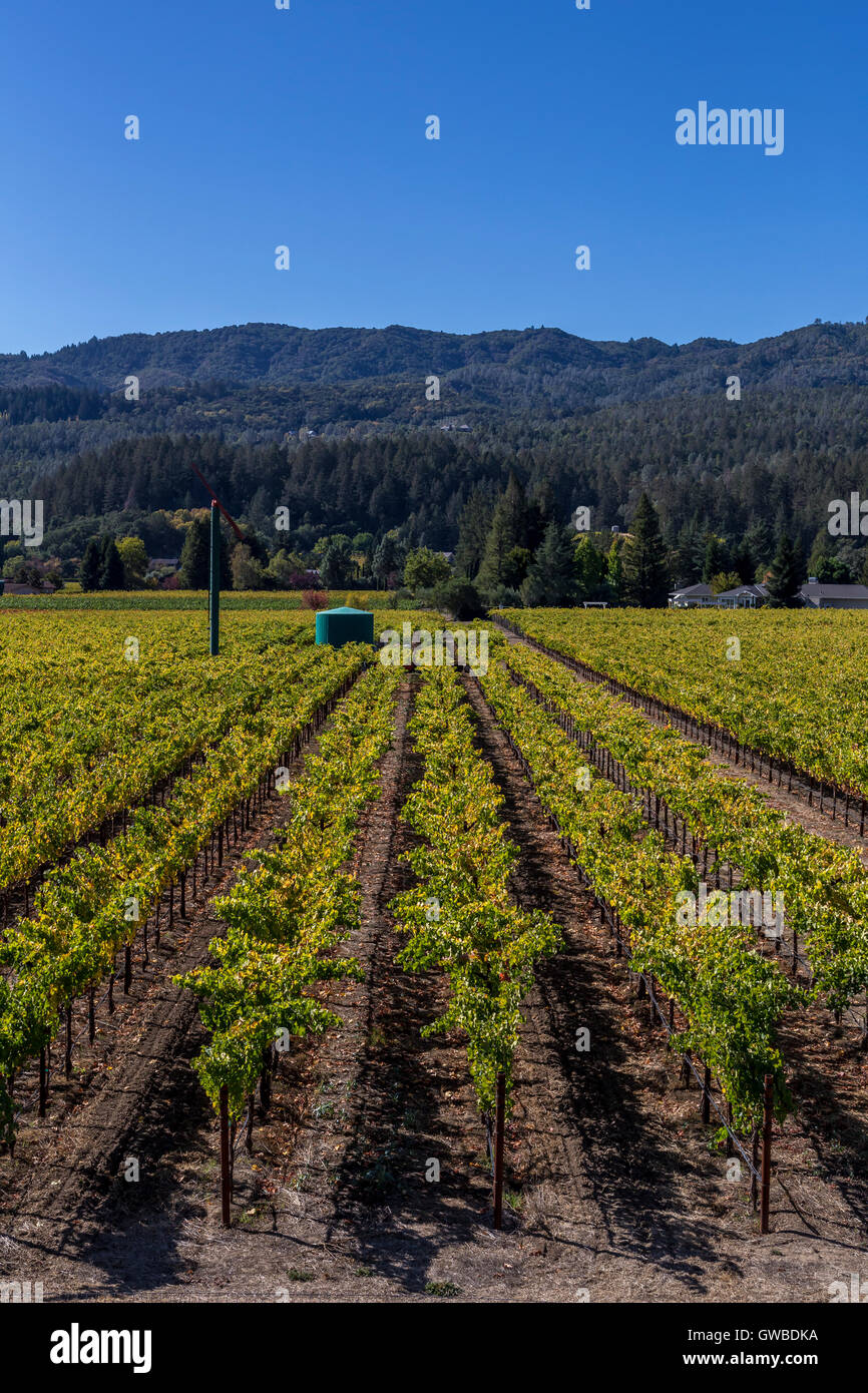 Vignoble de raisin, vigne, vue depuis, Del Dotto Estate Winery et grottes, Del Dotto Vineyards, Saint Helena, Napa Valley, Comté de Napa, Californie Banque D'Images