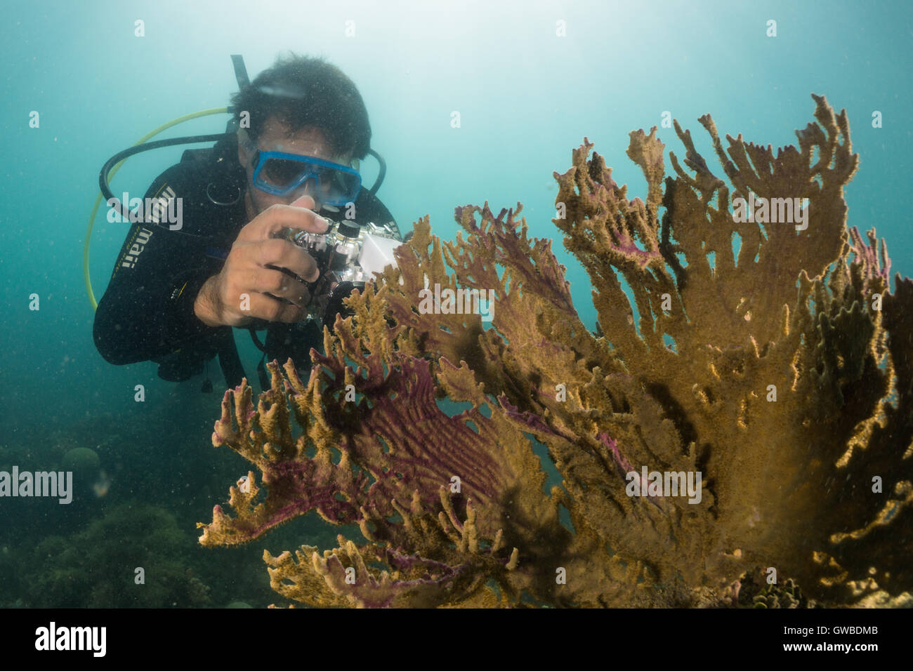 Diver prendre des photos de corail de feu avec un appareil photo numérique. Abrolhos, Bahia, Brésil Banque D'Images