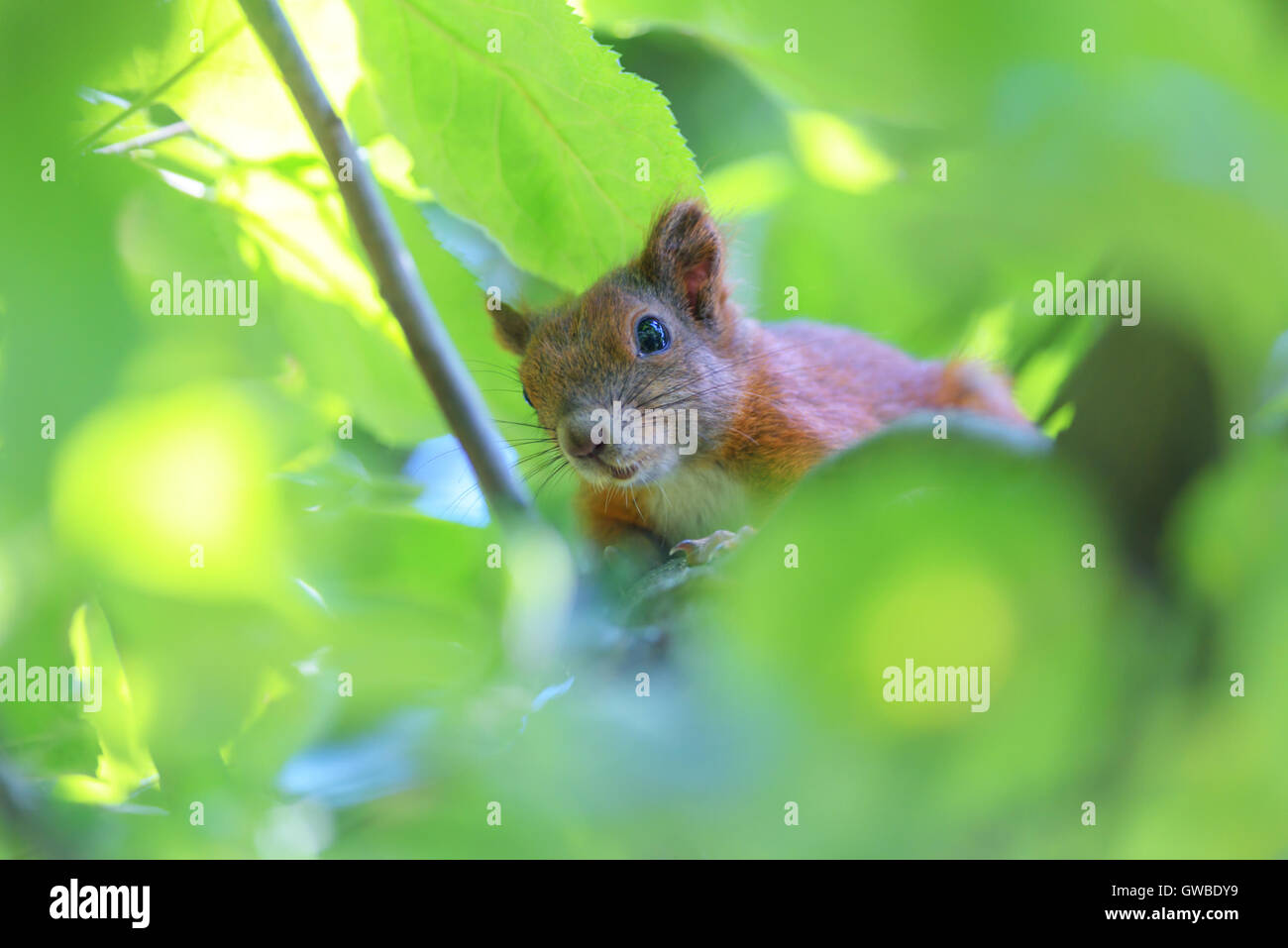 Gros plan sur l'écureuil arbre d'été Banque D'Images