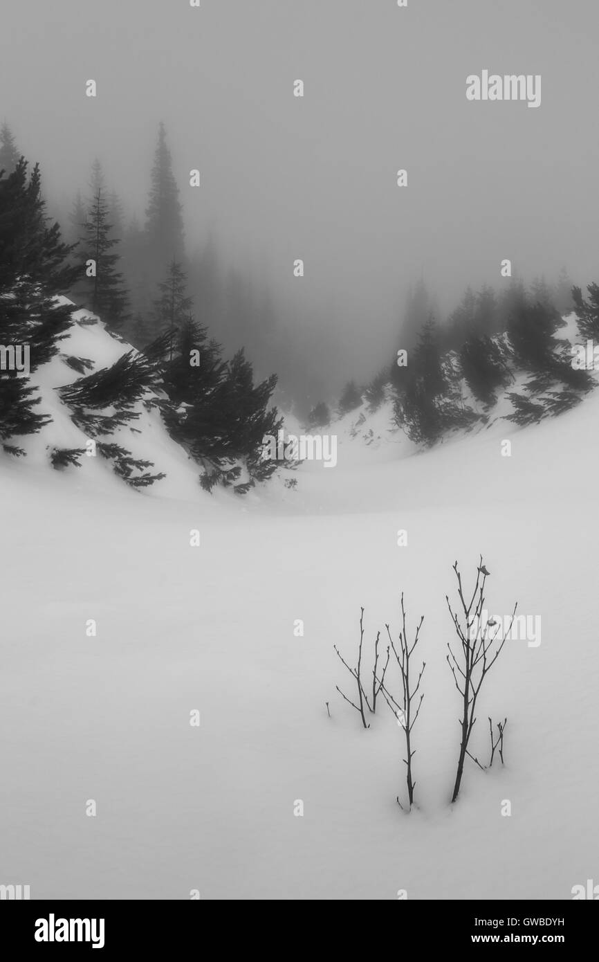 Paysage brumeux avec brindille dans la neige Banque D'Images