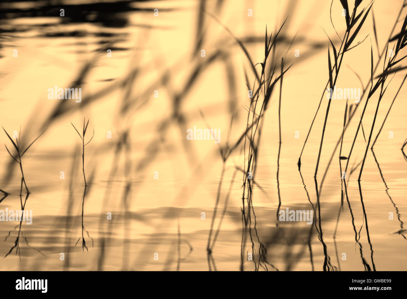 Résumé Contexte : silhouettes de plante (Reed, Rush, cabe) Gros plan bush formant un motif géométrique floue partiellement Banque D'Images