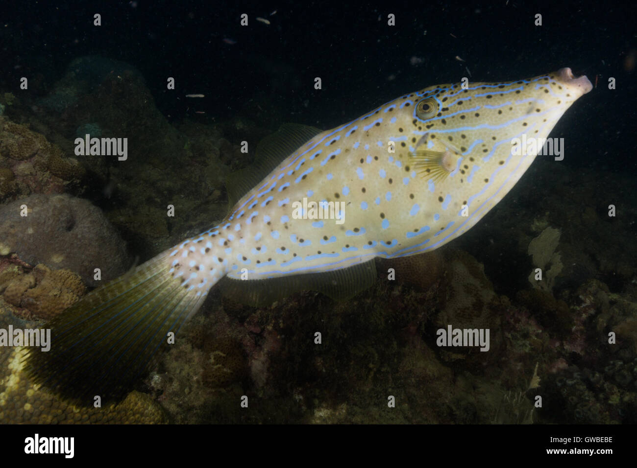 Aluterus scriptus, communément appelé griffonné, balistes balistes broomtail ou gribouillé leatherjacket. Abrolhos, Bahia, Brésil. Banque D'Images