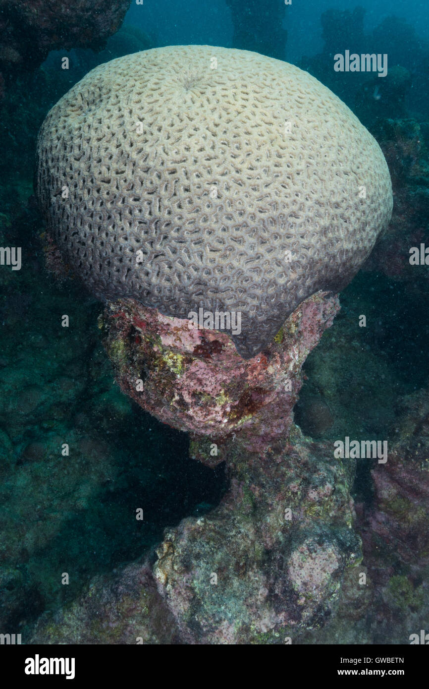 Abrolhos marine national park Banque de photographies et d’images à