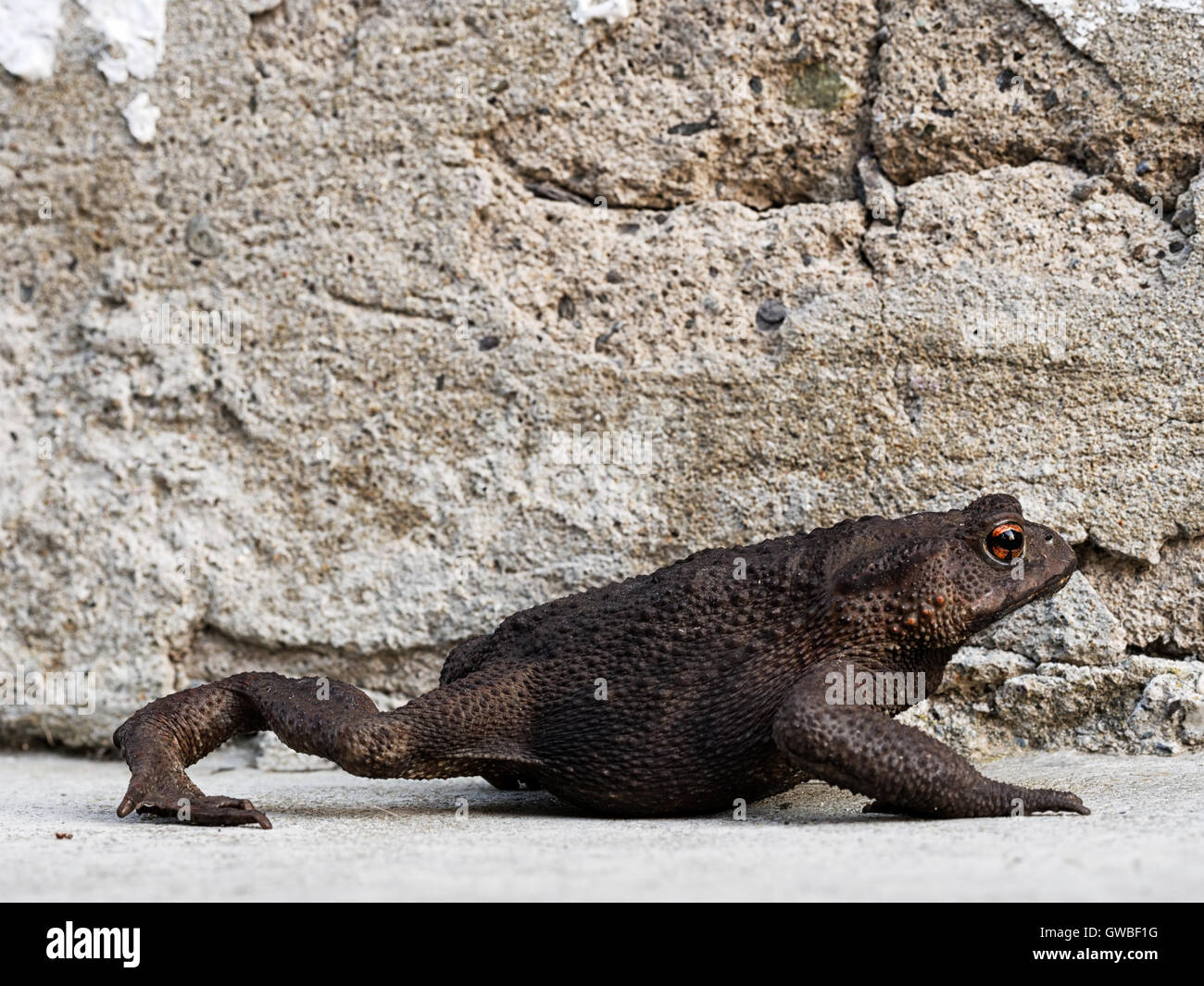 Brun très foncé crapaud commun, Bufo bufo. Banque D'Images