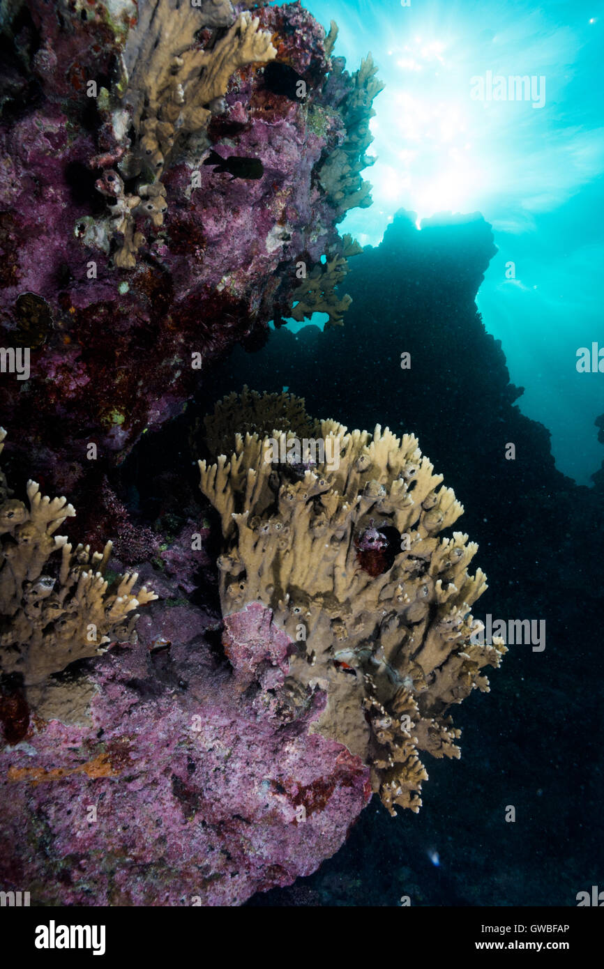 Underwater reef view à Abrolhos Parc Marin, Bahia, Brésil Photo Stock