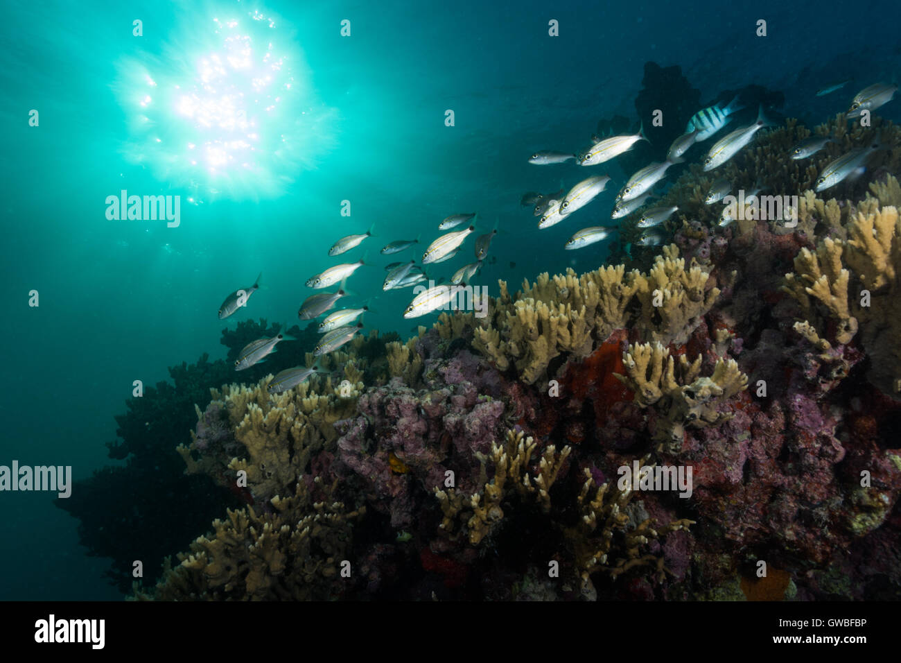 Underwater reef view à Abrolhos Parc Marin, Bahia, Brésil Photo Stock