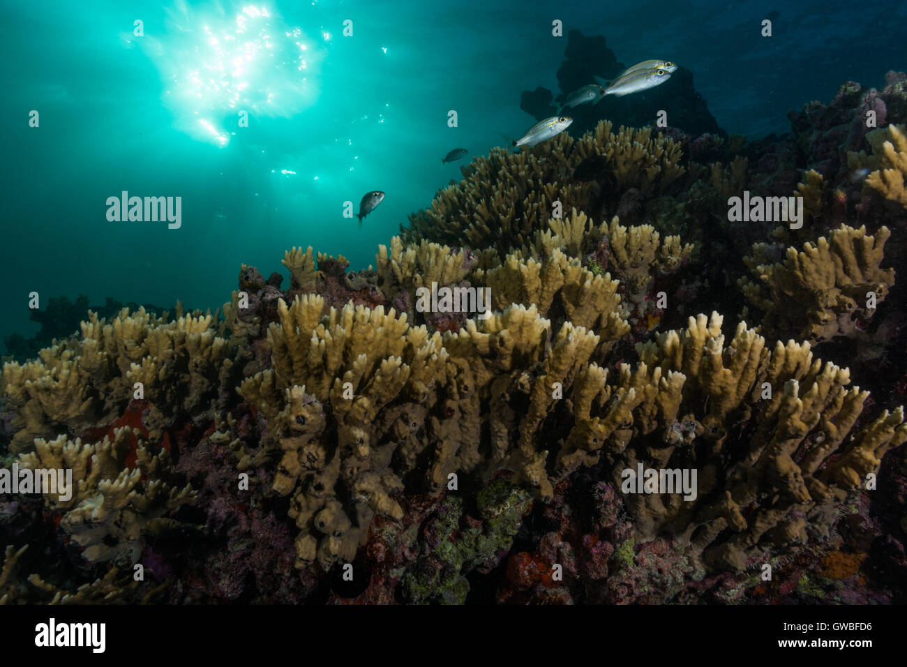 Underwater reef view à Abrolhos Parc Marin, Bahia, Brésil Photo Stock