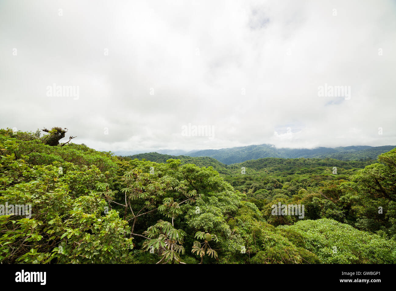 Rainforest à Monteverde Cloud Forest Reserve Banque D'Images