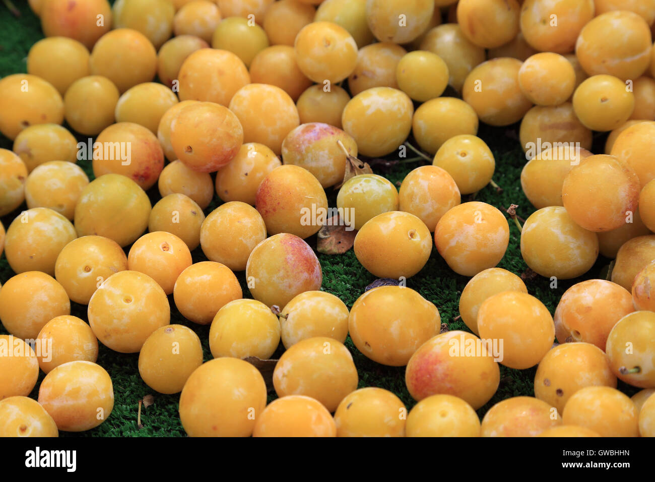 Les prunes de Mirabel sur le marché en décrochage à Place d'Eglise, Larmor-Baden, Morbihan, Bretagne, France Banque D'Images