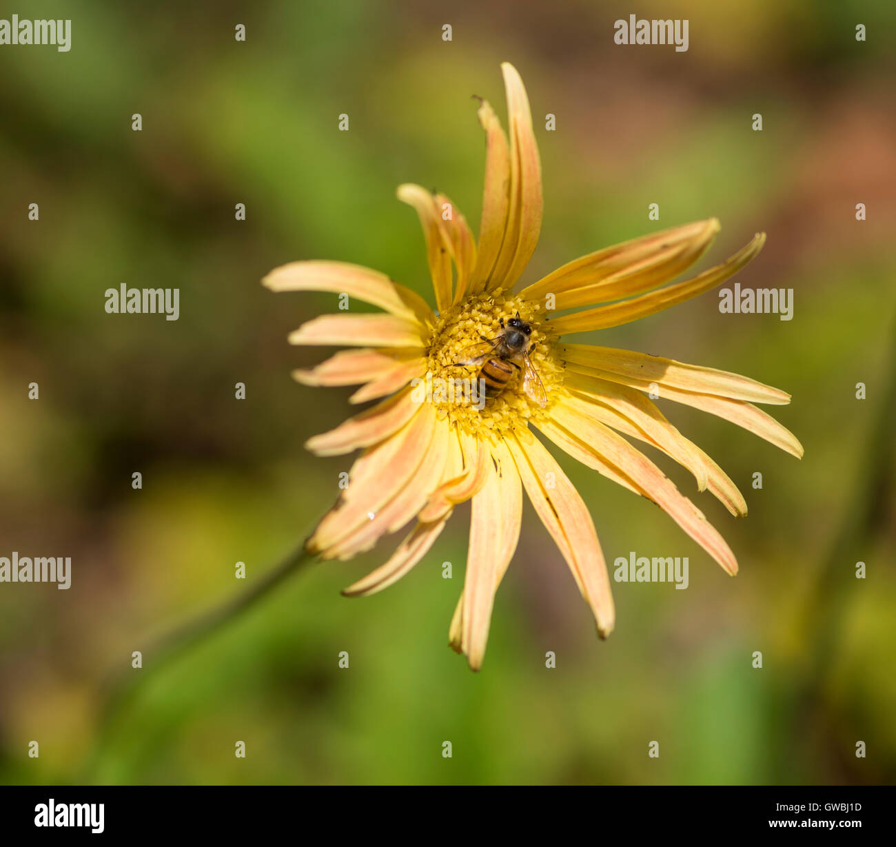 Une abeille pollinisant Barbeton daisy Banque D'Images