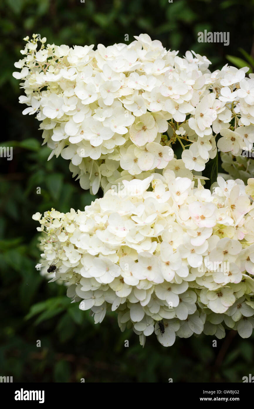 Fleurs stériles blanc crème en te chefs d'arbuste à fleurs de l'automne, Hydrangea paniculata 'Silver Dollar" Banque D'Images