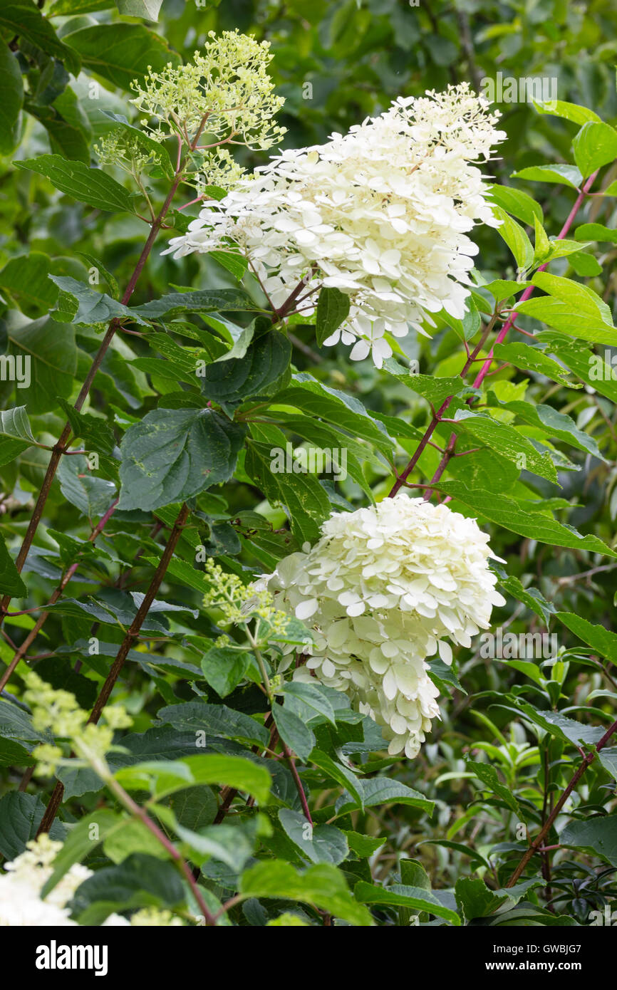 Fleurs stériles blanc crème en te chefs d'arbuste à fleurs de l'automne, Hydrangea paniculata 'Silver Dollar" Banque D'Images