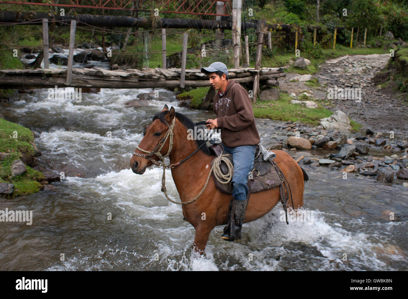 Un cheval à travers la vallée de Cocora, Colombie. Cette vallée est une vallée dans le département de Quindío dans le pays de la Colombie. Il est situé dans la cordillère centrale des montagnes andines. La vallée fait partie du Parc National Naturel de Los Nevados, intégré dans l'actuel parc national par le gouvernement colombien en 1985. Banque D'Images