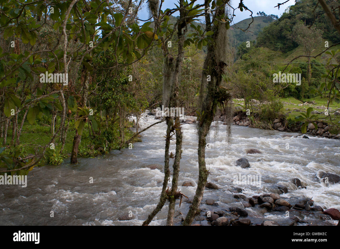 Paysage de la rivière 'río arriba' dans la vallée de Cocora, Colombie. La culture du café colombien axe. Le café de Colombie, région, également connu sous le nom de triangle du café, est une partie de la région Paisa colombien dans la région rurale de Colombie, célèbre pour la culture et la production d'une majorité de la café de Colombie, considéré par certains comme le meilleur café au monde. Banque D'Images