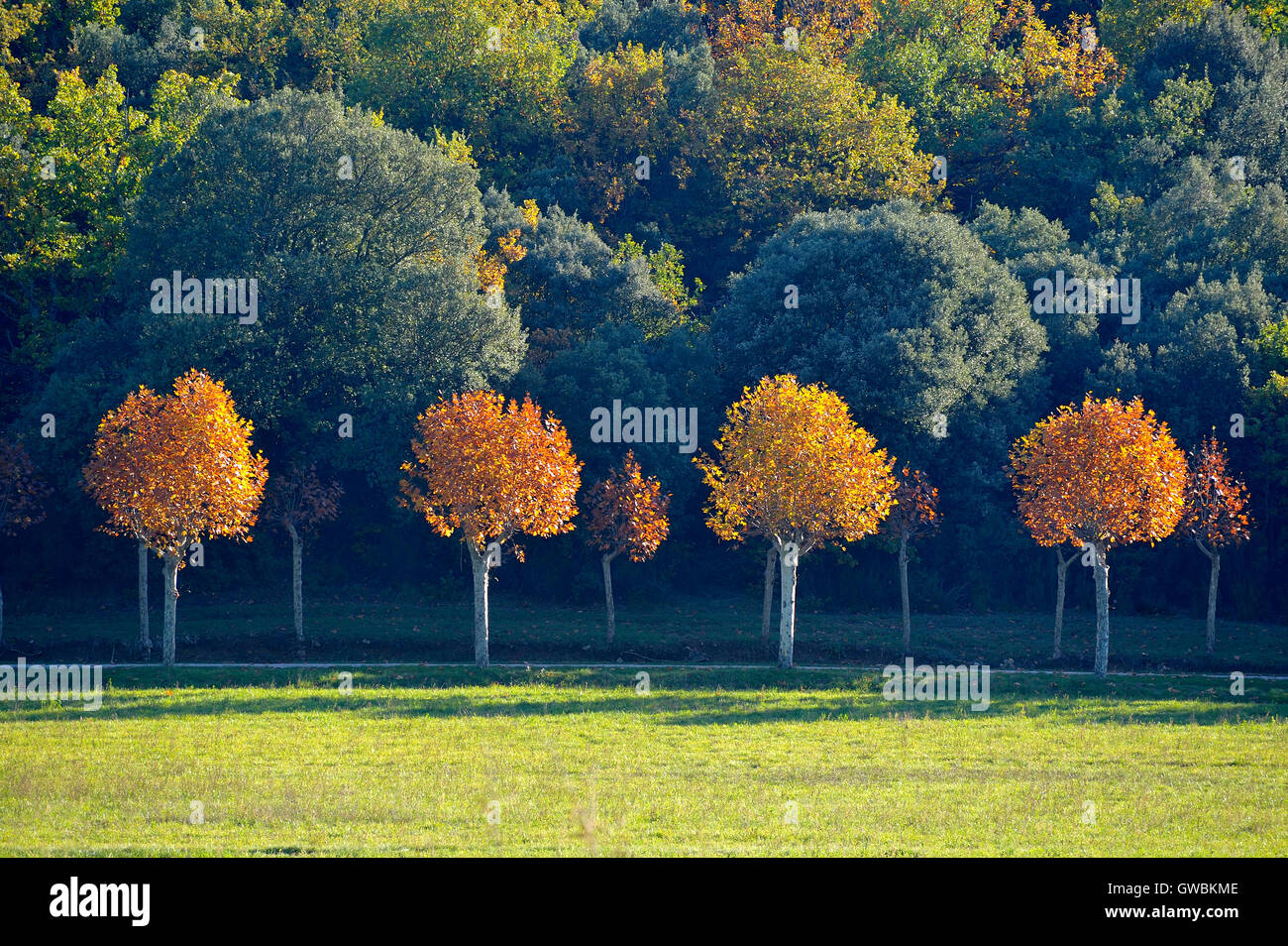 Paysage en automne avec un alignement d'arbres avec des couleurs solides et d'une manière qui passe entre eux. Banque D'Images