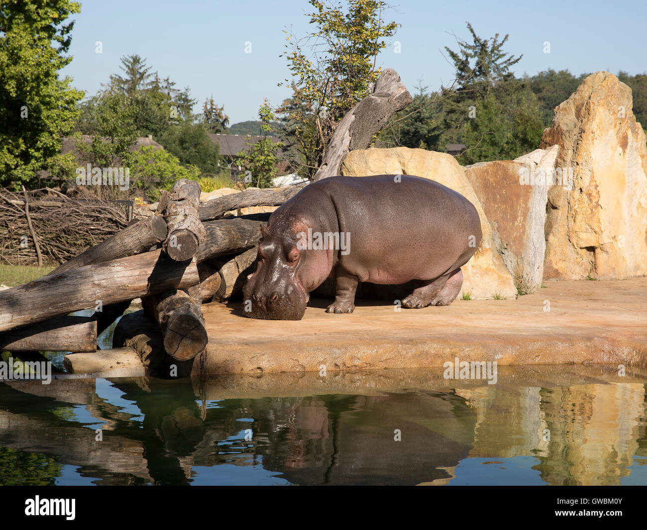 Le Plus Grand Zoo Du Monde Les hippopotames de zoo de Prague qui est le quatrième plus grand zoo du  monde et a 4 500 animaux avec 650 espèces différentes Photo Stock - Alamy