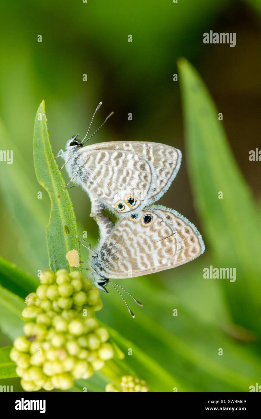 Bleu Marine Leptotes marina Ruby Road, Santa Cruz County, Arizona, United States 6 septembre adultes l'accouplement. Lycaenida Banque D'Images