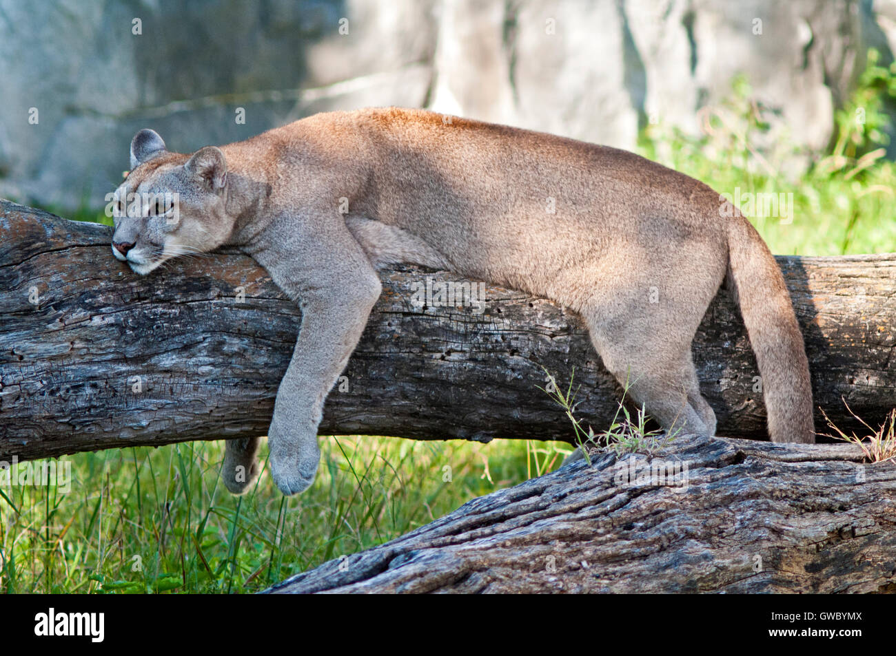 Cougar reposant sur un arbre Photo Stock Alamy