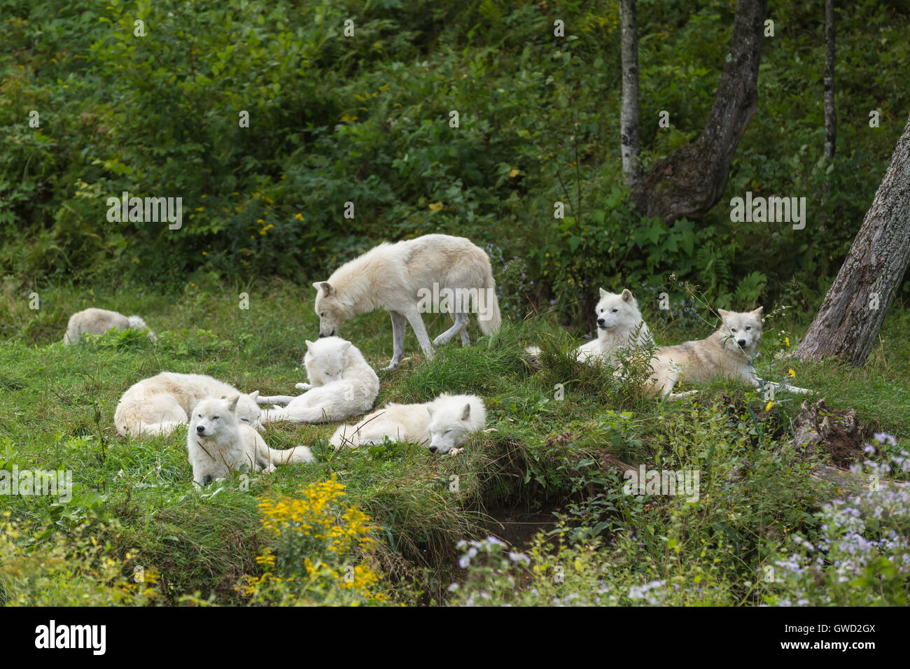 Pack de reposer le loup arctique et paysage de forêt Banque D'Images