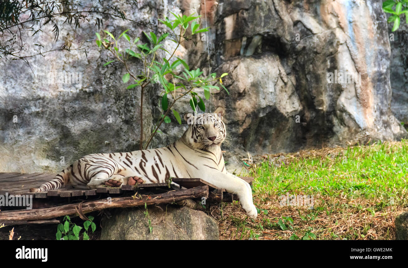 White Tiger stripes sur focus sélectionné Banque D'Images