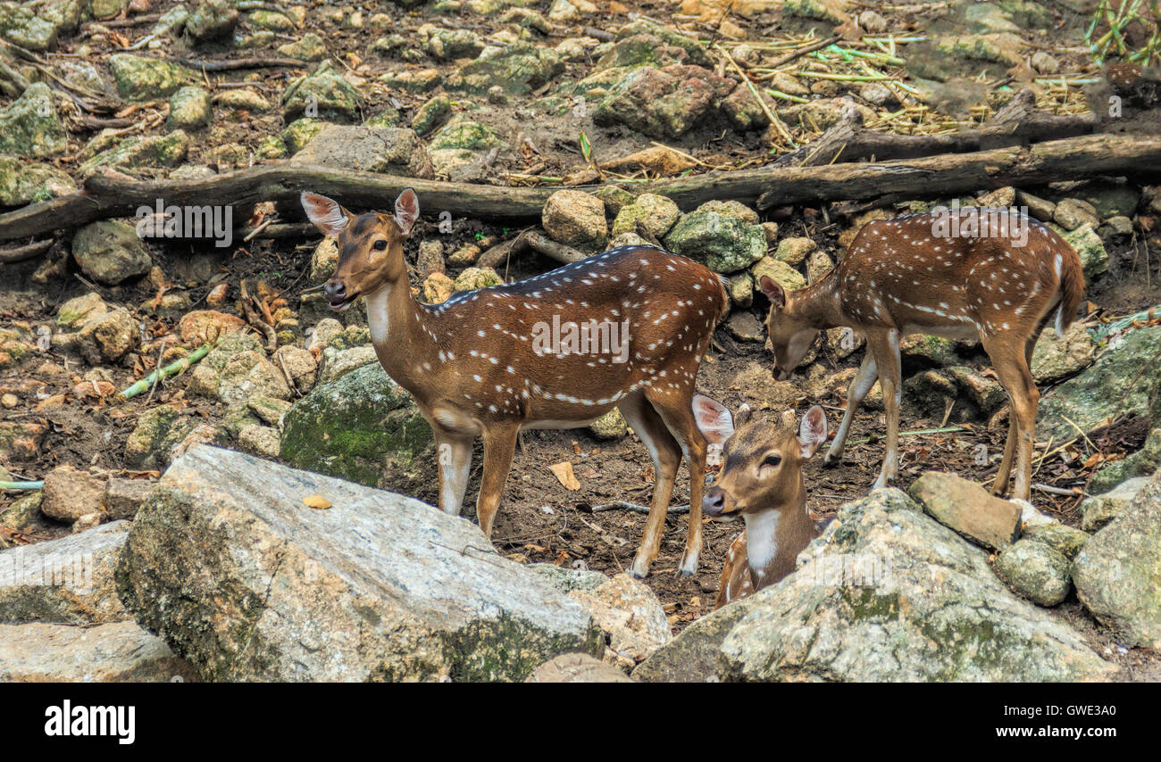 Cerfs d'or, le cerf ou chital comme habitat dans les forêts du Sri Lanka, Népal, Bangladesh, Bhoutan, Inde, et d'une petite population Banque D'Images