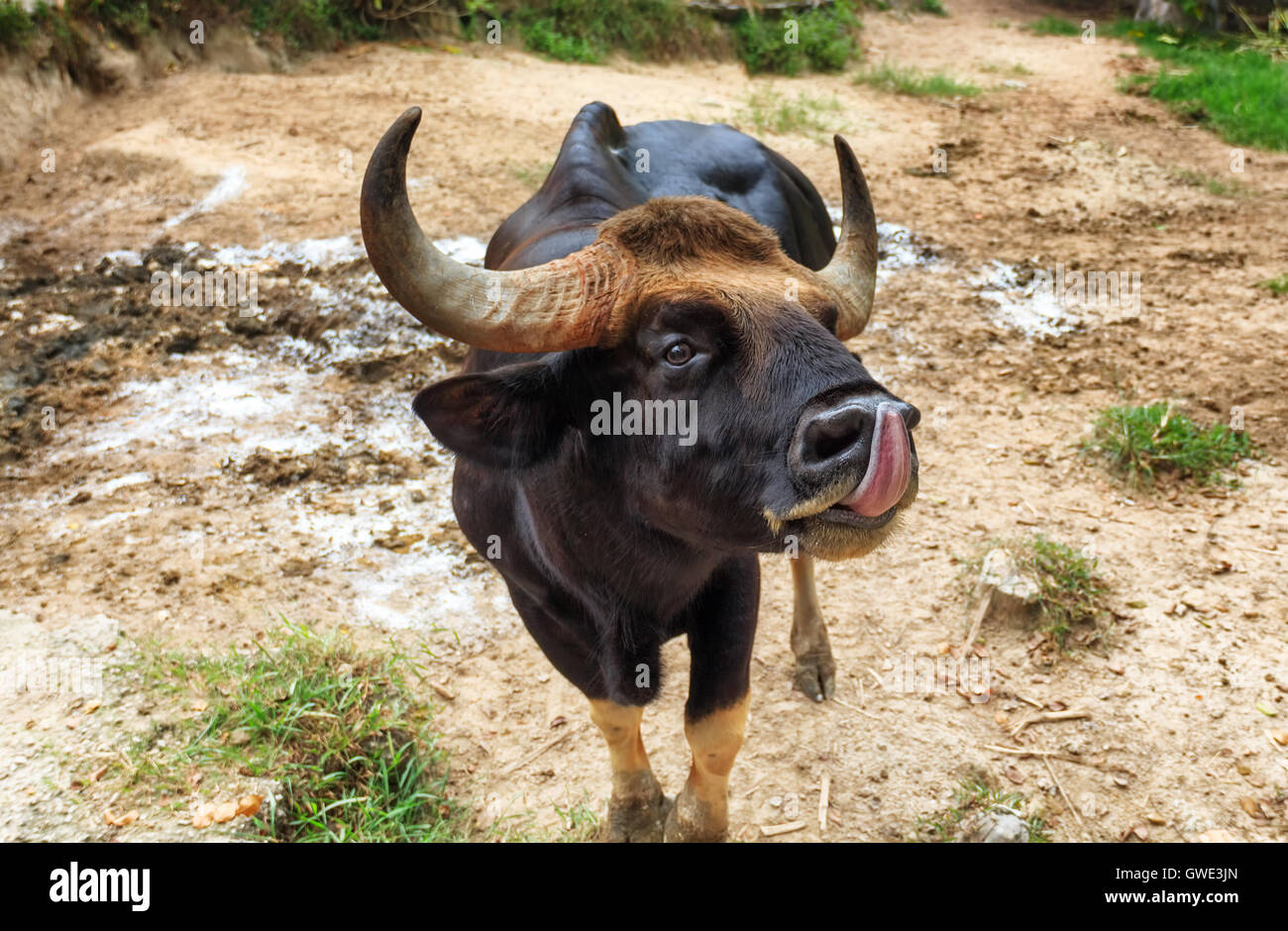 L'alimentation des animaux de ferme vache noire vie race naturelle de viande .distribution focus sélectionné Banque D'Images