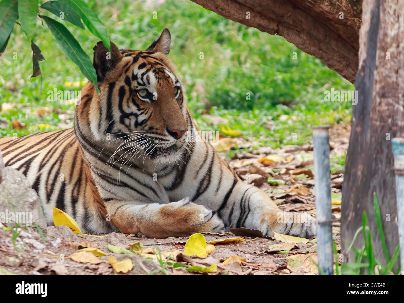 La conservation de la faune Tiger Tiger est un prédateur qui est élégant en  elle-même. Les Tigres s'grande crainte est la Ram. Si un tigre Photo Stock  - Alamy