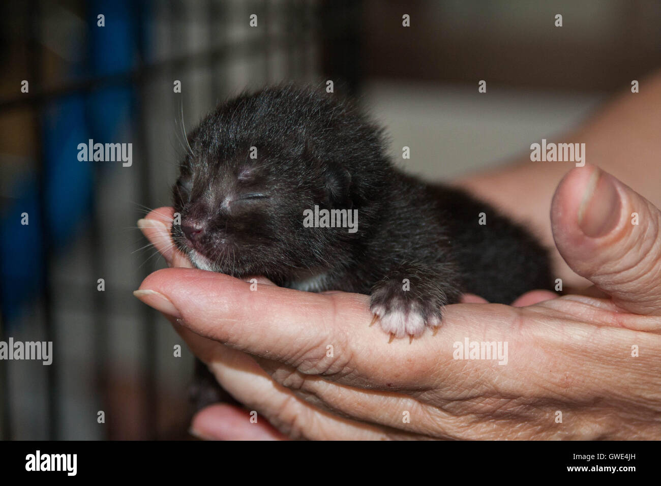 Naissance d'un chaton, seulement 3 jours. Banque D'Images