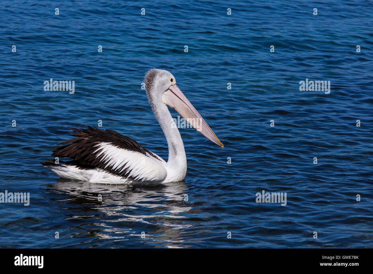 Australian Pelican à un flux à Avelgem Banque D'Images