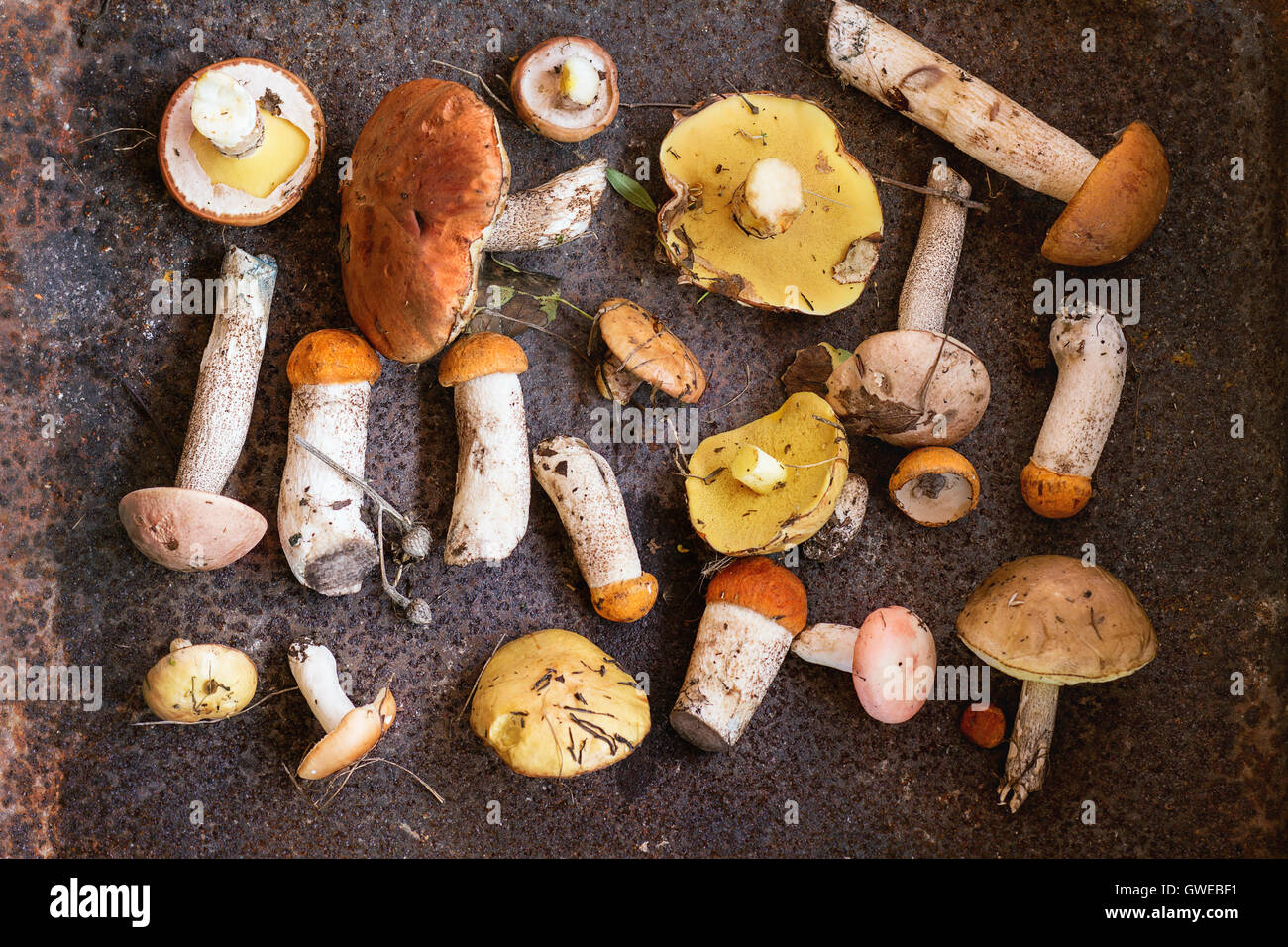 Variété de champignons sauvages de la forêt de bouleau jaune boletus, champignons, russules sombre sur fond texturé rusty. Rustic Banque D'Images