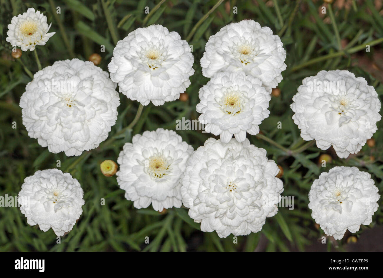 Grappe de superbes fleurs blanches et de bourgeons, Argyranthemum  frutescens plantes vivaces marguerites sur fond de feuilles vert foncé  Photo Stock - Alamy