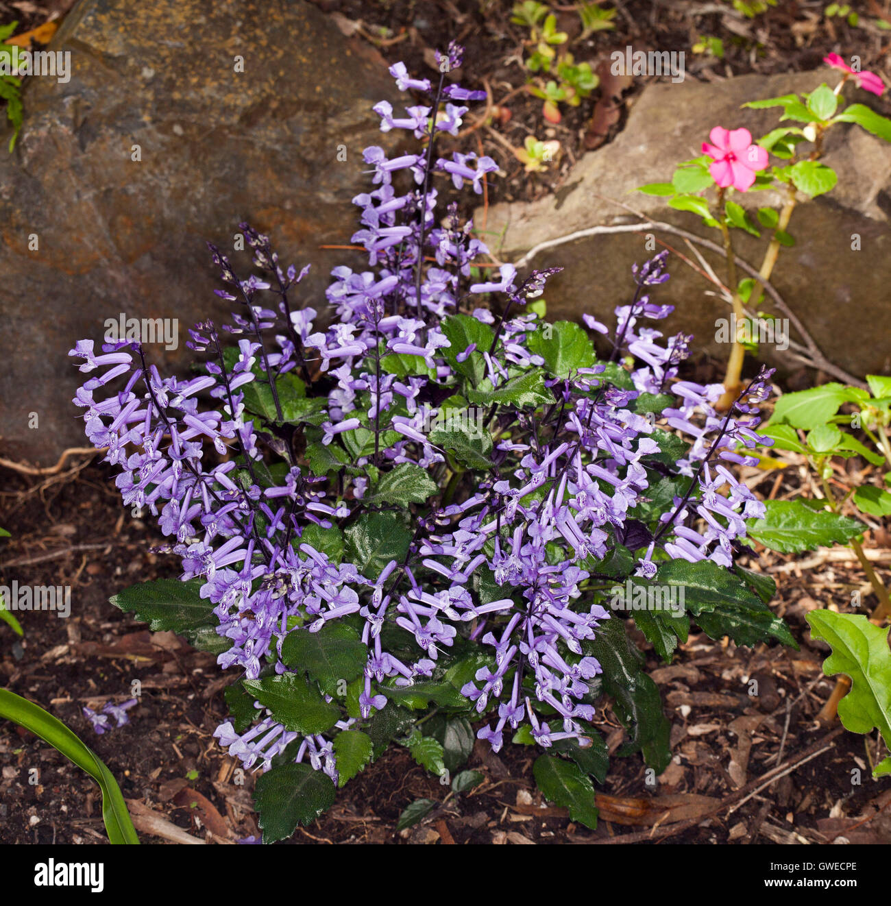 Pointes de cluster de violet vif fleurs et feuilles vert foncé de plante de jardin,vivaces Plectranthus 'Mona Lavender' plepalila Banque D'Images