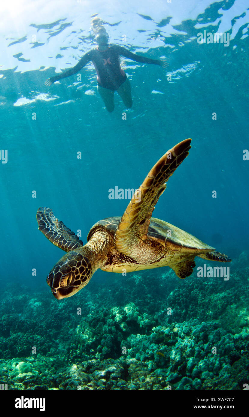 Les tortues vertes sont un élément de base de la vie marine hawaïenne. Ils peuvent être vus sur croisière coralliens, l'obtention d'un spa à un nettoyage locaux Banque D'Images