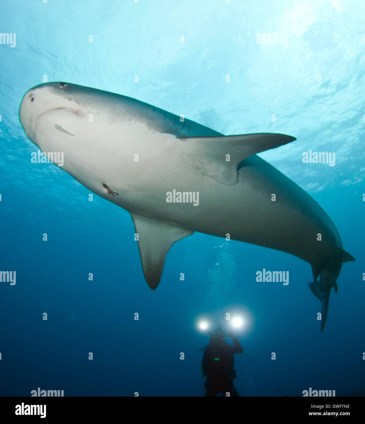 Un requin tigre à nager sur le récif à Kona, Hawaii Banque D'Images