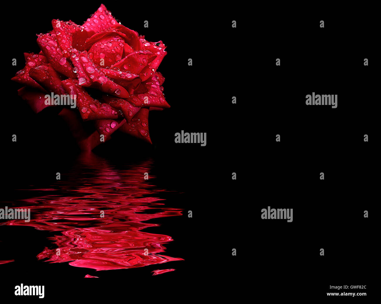 Contexte : Floral fleur rose rouge isolé sur une toile noire avec des reflets dans l'eau surface ondulée Banque D'Images