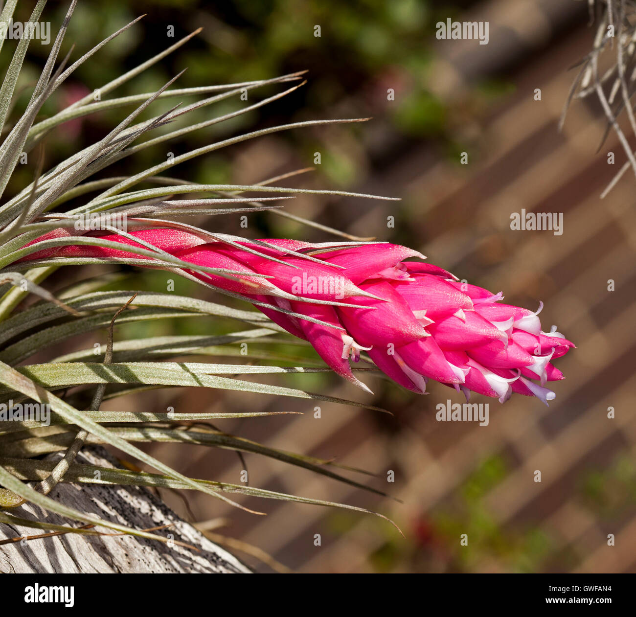 Bractées rose vif et de minuscules fleurs blanches émergeant de feuilles vert gris de Tillandsia Houston, de la plante, un bromelia, sur fond brun Banque D'Images
