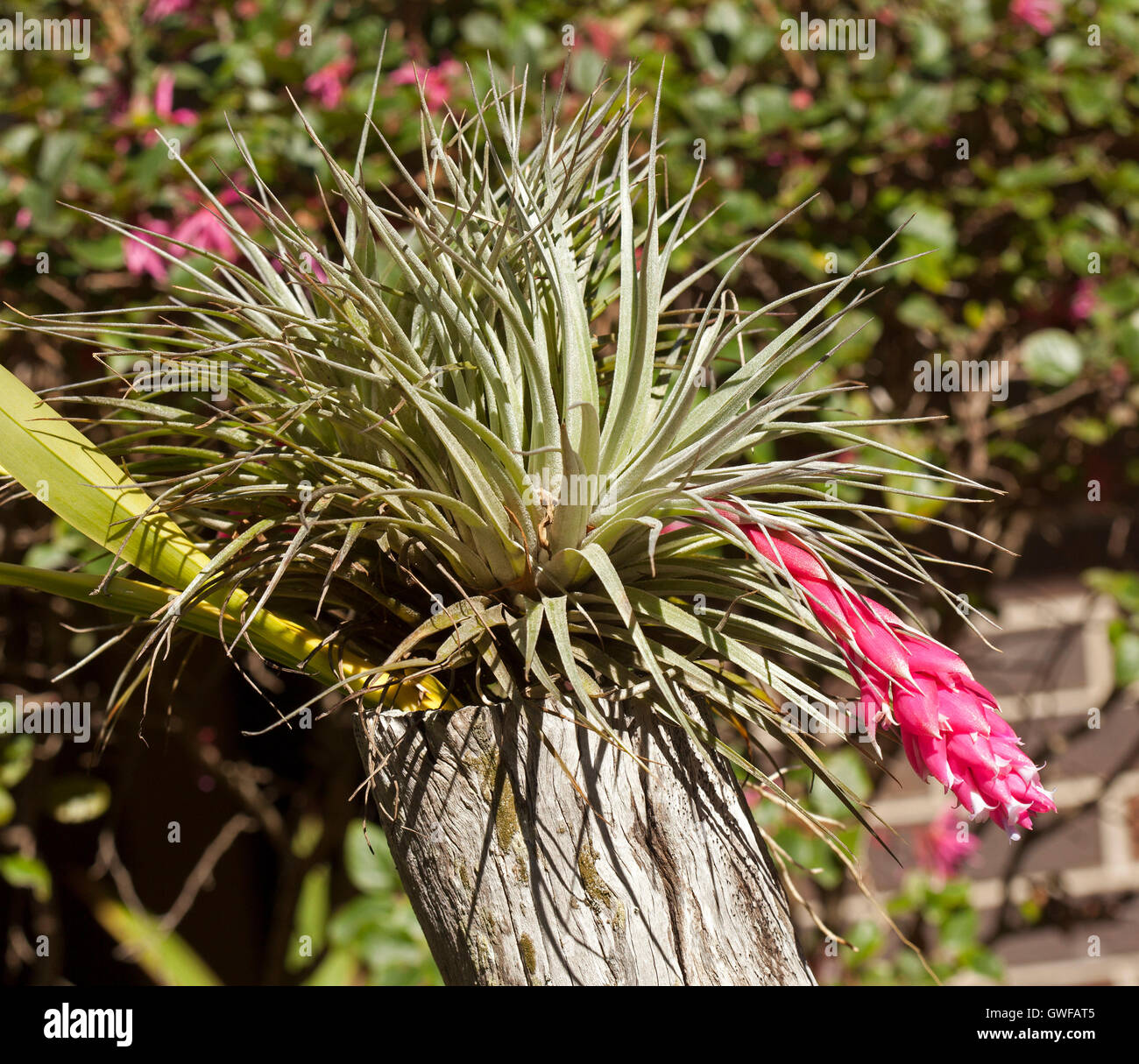 Bractées rose avec de minuscules fleurs blanches pendant de grappe de feuilles vert gris de Tillandsia Houston, usine de l'air , un bromelia, grandissant dans la souche en bois Banque D'Images