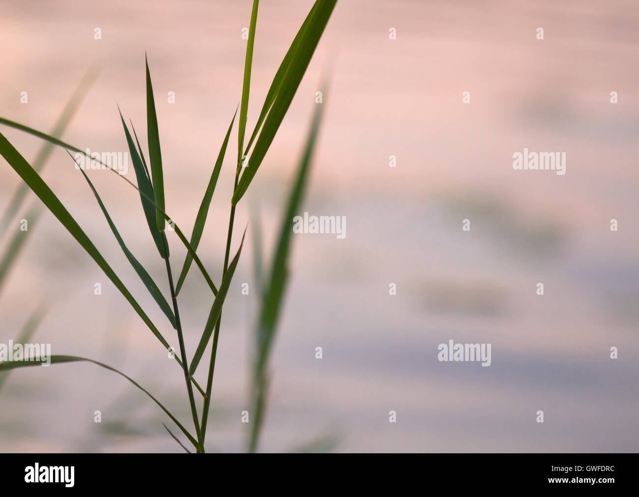 Résumé Contexte : silhouette d'usine (Reed, Rush, cabe) libre formant un motif géométrique floue partiellement Banque D'Images