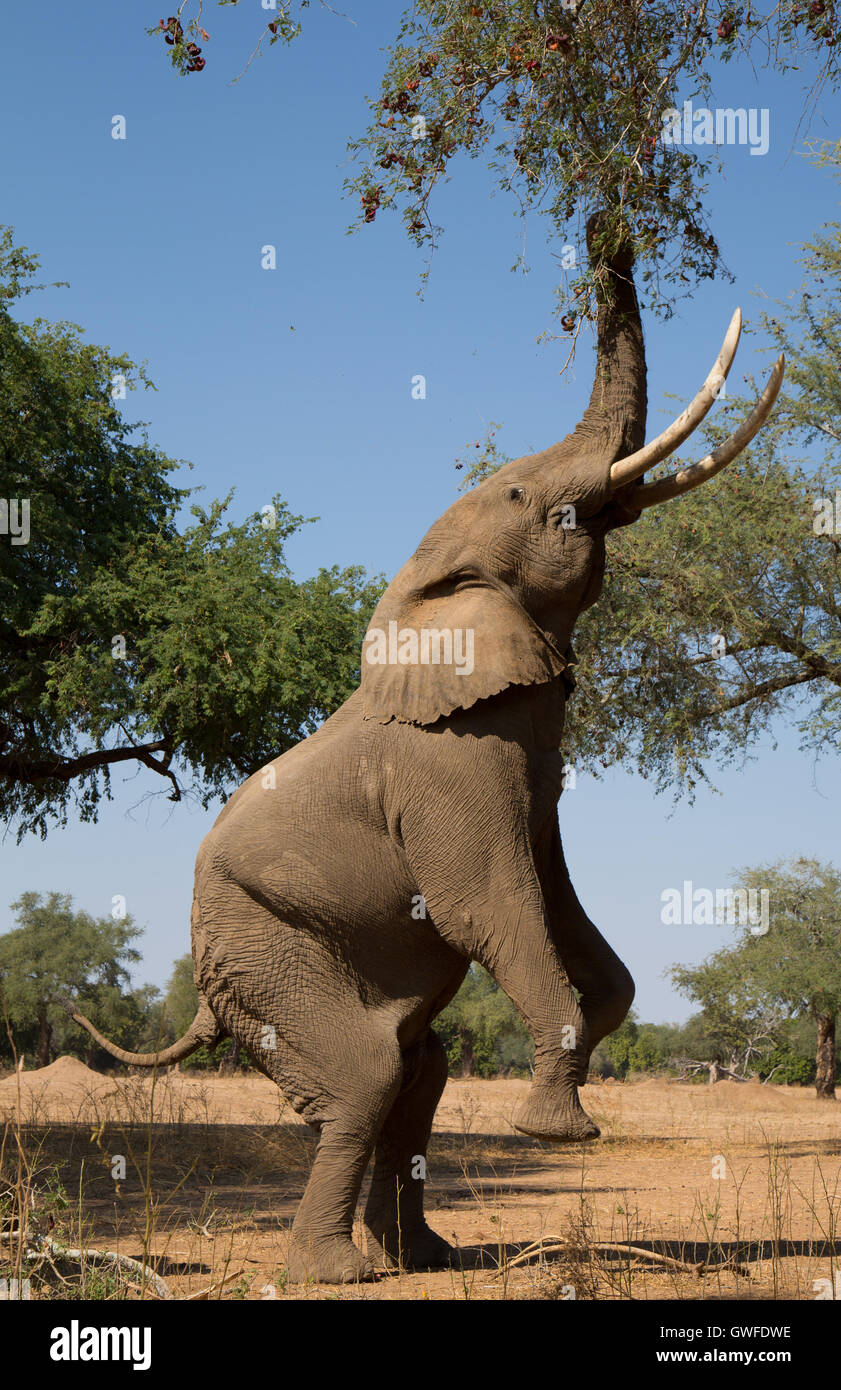 C'éléphant africain (Loxodonta africana) bull est l'un des rares à l'état sauvage connu de monter sur son dos les jambes. Les rangers de Banque D'Images