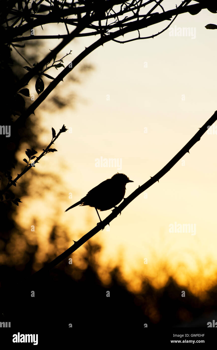 Erithacus rubecula aux abords. Robin silhouette assise sur une tige de rosier grimpant dans un jardin anglais au lever du soleil Banque D'Images